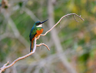 Rufous-tailed jacamar bird sitting on the branch on green background