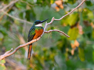 Rufous-tailed jacamar bird sitting on the branch on green background
