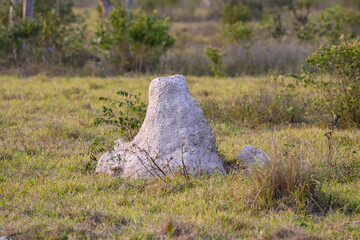 Giant Termite Mound in the Savannas of Brazil