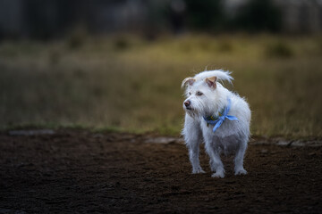 2022-12-13 A SMALL WHITE CLORED TERRIER WEARING A BLUE RIBBON LOOKING LEFT IN THE FRAME AT A OFF LEASH DOG PARK