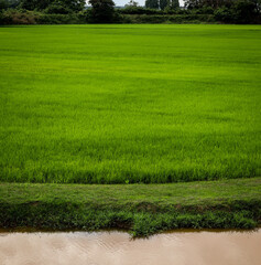 Obraz na płótnie Canvas panoramic view of a green paddy field in the countryside northen of Malaysia