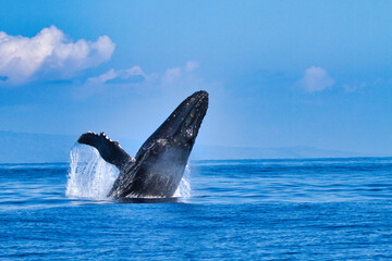 Fototapeta premium Large breaching humpback whale during a whale watch on Maui.