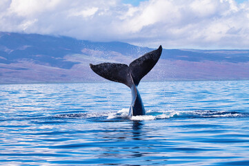 Huge humpback whale showing its tail to a whale watch boat on Maui.