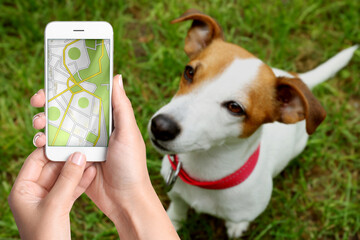 Application to find pet by identification chip. Woman using smartphone near dog with collar...