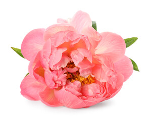 Beautiful blooming pink peony isolated on white