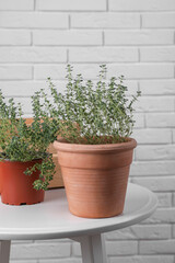 Aromatic green thyme in pots on white table near brick wall