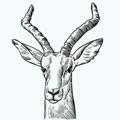Vintage hand drawn sketch impala antelope head © Cus