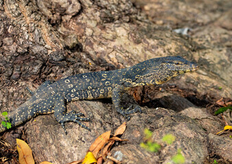 Monitor lizard