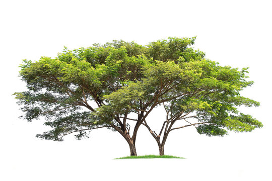 Samanea saman, Rain tree, isolated on White Background. tropical trees isolated used for design, advertising and architecture