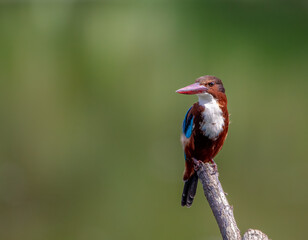 White-fronted kingfisher