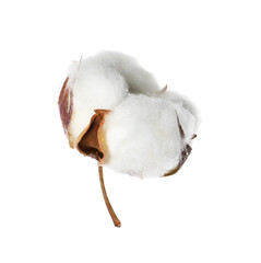Beautiful fluffy cotton flower isolated on white