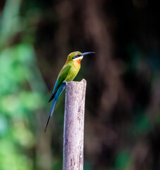 Blue-tailed bee eater