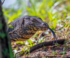 Monitor lizard