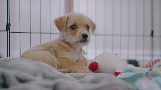 Puppy Sitting Down in Kennel Looking Around and At Camera