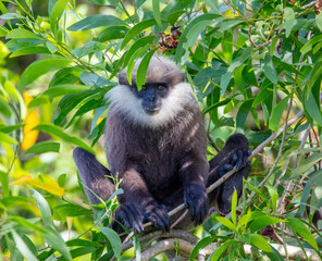 Purple faced leaf eating monkey langur