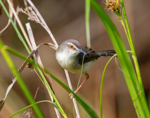 Plain prinia