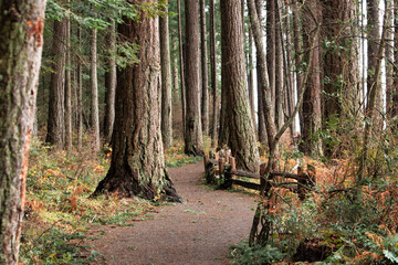 path laid out for walkers and runners at parc provincial de Rathtrevor Beach, parksville, british colombia, canada