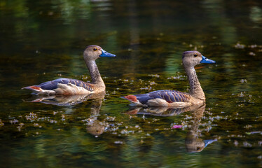 Lesser whistling ducks