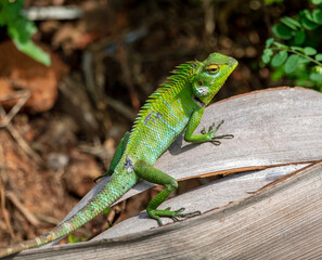 Oriental garden lizard