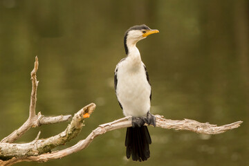 Little Pied Cormorant (Microcarbo Melanoleucos)