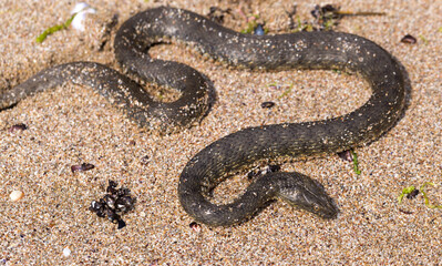 Natrix tessellata. The dice snake is a European non venomous snake belonging to the family...