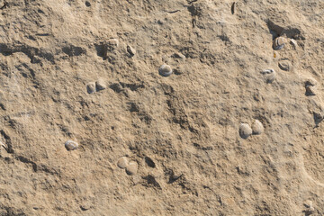A stone from sedimentary rock with fossil Mollusks. Cockle (bivalve)  in the family Cardiidae.