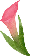 Pink Lily