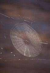 spider web on the window