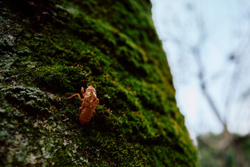 木にしがみついた蝉の抜け殻