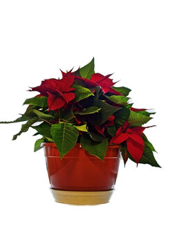 beautiful poinsettia, red christmas flower in pot on white background with clipping path​