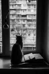 silhouette of a cat on the windowsill behind the curtain - 553626603