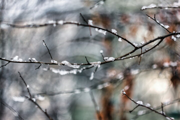 Close-up. Frozen thorns of a winter plant in a field. The plant is frosted. - 553626651