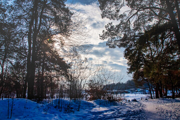 Fototapeta na wymiar landscape path in the snowy forest at sunset