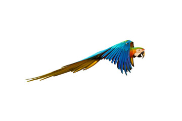 Colorful Catalina parrot flying isolated on transparent background png file