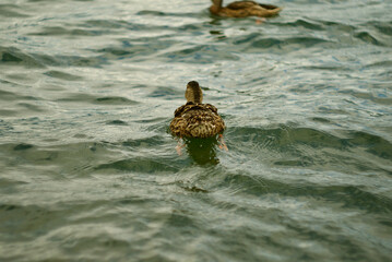 duck in water