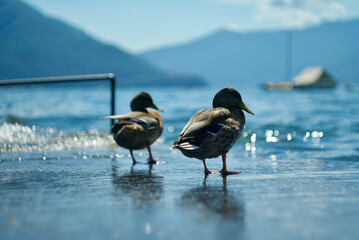 duck(s)