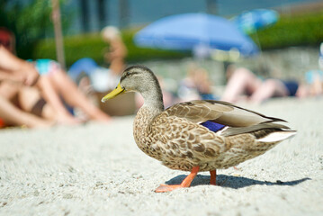 duck(s)