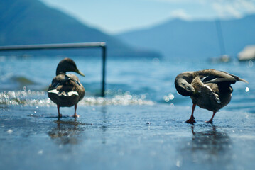 duck(s)