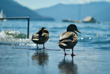 duck(s)