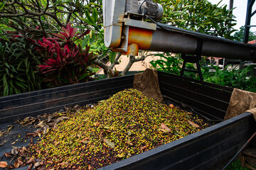 Kona coffee trees in Big Island, Hawaii
