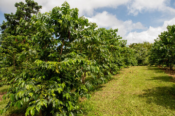 Fototapeta na wymiar Kona coffee trees in Big Island, Hawaii 