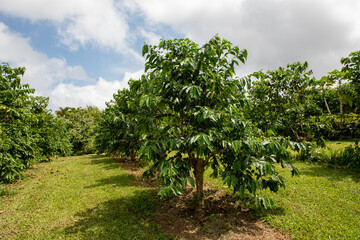 Kona coffee trees in Big Island, Hawaii
 - obrazy, fototapety, plakaty