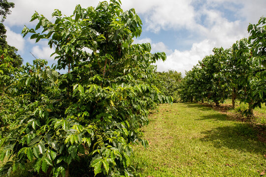 Kona Coffee Trees In Big Island, Hawaii
