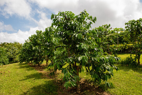 Kona Coffee Trees In Big Island, Hawaii
