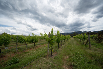 Fototapeta na wymiar View of Vineyards and winery