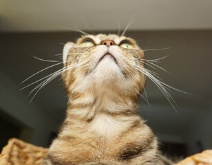 Brown tabby cat looking upwards showing off her chin and whiskers