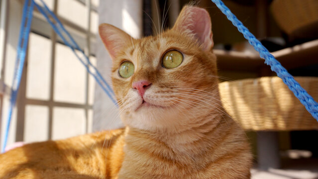 portrait of a ginger cat