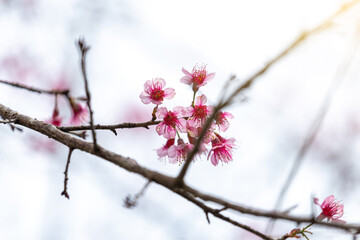 Sakura blossom beautiful flowers at Doi Ang Khang, Chiang Mai Thailand Province, Sakura in Thailand