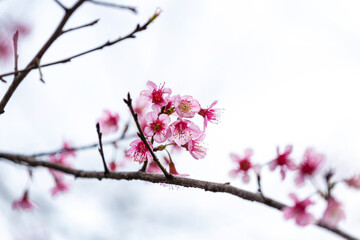 Sakura blossom beautiful flowers at Doi Ang Khang, Chiang Mai Thailand Province, Sakura in Thailand