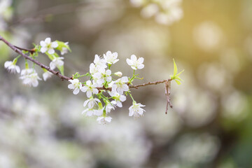 White Sakura blossom beautiful flowers at Doi Ang Khang, Chiang Mai Thailand Province, Sakura in Thailand